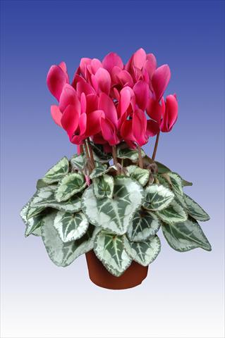 Foto fiore da  Vaso Cyclamen persicum Super Serie® Picasso® F1 Wine Red