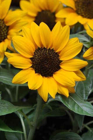 Foto fiore da  Vaso e aiola Helianthus annuus Miss Sunshine