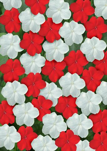 Foto fiore da  Aiuola e/o bordura Impatiens walleriana Super Elfin™ Red White Mix