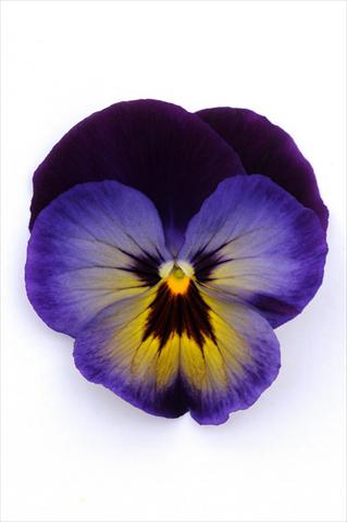 Foto fiore da  Vaso e aiola Viola wittrockiana Matrix Midnight Glow