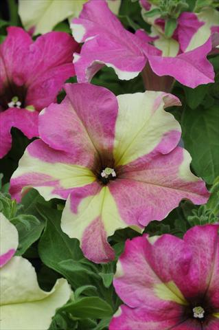 Foto fiore da  Basket o vaso Petunia grandiflora Sophistica Lime Bicolor