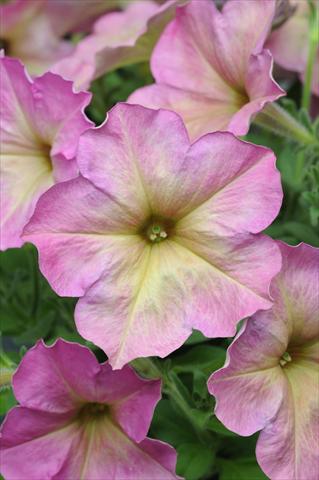 Foto fiore da  Basket o vaso Petunia multiflora Debonair Dusty Rose