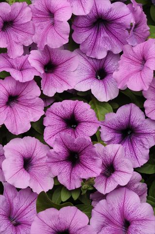 Foto fiore da  Basket o vaso Petunia x hybrida Easy Wave Plum Vein