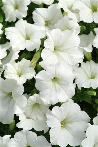 Foto fiore da  Basket o vaso Petunia x hybrida Easy Wave White Imp