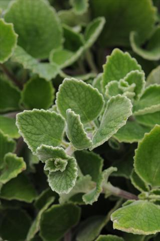 Foto fiore da  Vaso, aiuola, balcone, basket Plectranthus Silver Crest