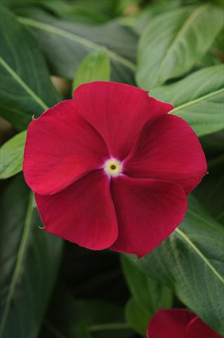 Foto fiore da  Vaso e aiola Catharanthus roseus - Vinca Pacifica Cranberry XP