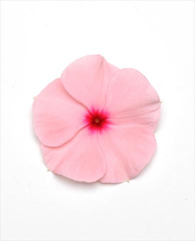 photo of flower to be used as: Pot and bedding Catharanthus roseus - Vinca Titan Apricot