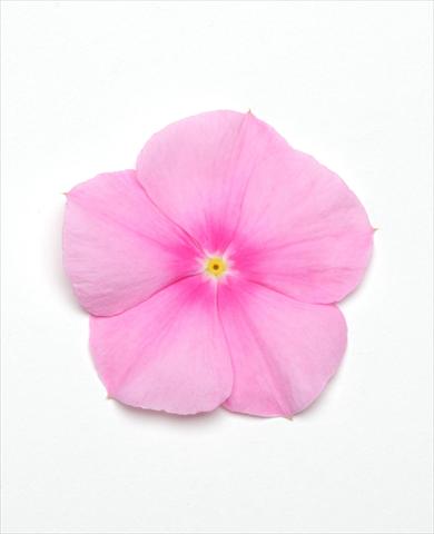 Foto fiore da  Vaso e aiola Catharanthus roseus - Vinca Titan Icy Pink