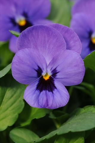 Foto fiore da  Vaso e aiola Viola cornuta Sorbet™ Blue Blotch XP