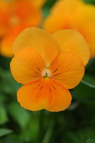 Foto fiore da  Vaso e aiola Viola cornuta Sorbet™ Orange XP