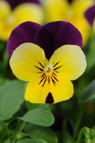 Foto fiore da  Vaso e aiola Viola cornuta Sorbet™ Yellow Duet XP