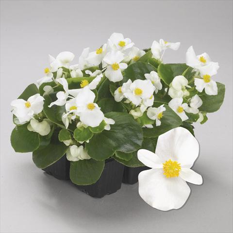 Foto fiore da  Aiuola e/o bordura Begonia semperflorens Emperor White Imp