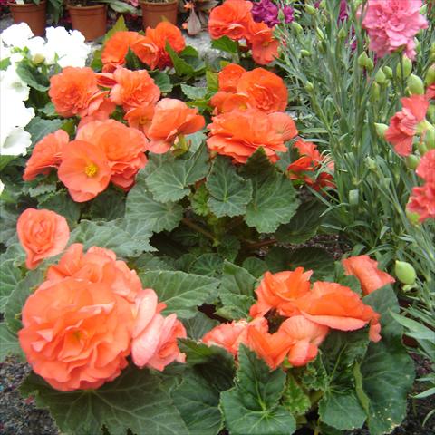 photo of flower to be used as: Bedding / border plant Begonia tuberhybrida Fortune Coral Shades