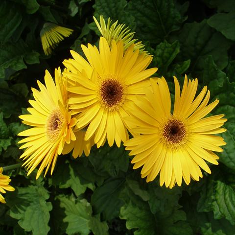 Foto fiore da  Vaso Gerbera jamesonii Festival Yellow with Eye