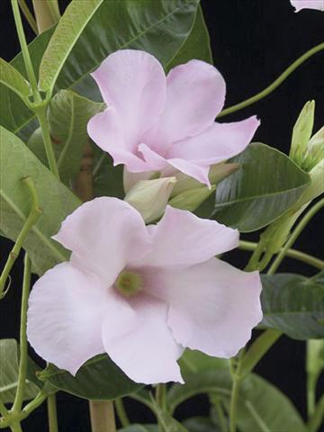 Foto fiore da  Balcone, vaso Dipladenia (Mandevilla) Cotton Candy