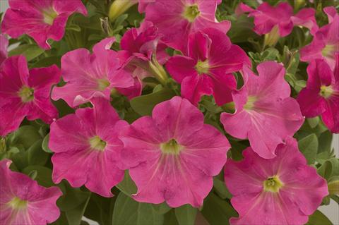 Foto fiore da  Vaso, aiuola, balcone, basket Petunia Ray Candy Pink