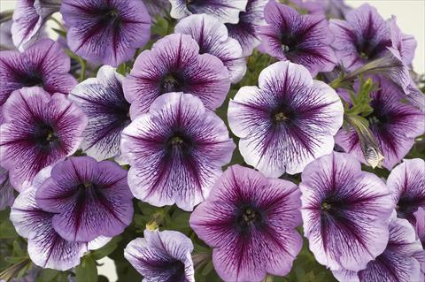 Foto fiore da  Vaso, aiuola, balcone, basket Petunia Ray Purple Vein