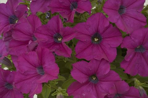 Foto fiore da  Vaso, aiuola, balcone, basket Petunia Ray Purple