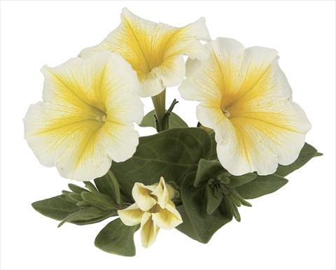 Foto fiore da  Vaso, aiuola, balcone, basket Petunia Ray Yellow