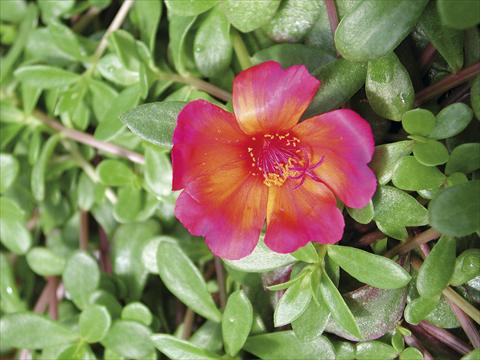 Foto fiore da  Aiuola, balcone, basket Portulaca Sono Red