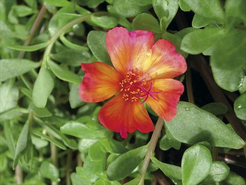 Foto fiore da  Aiuola, balcone, basket Portulaca Sono Scarlet