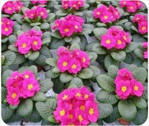 Foto fiore da  Vaso e aiola Primula acaulis, veris, vulgaris Daniella Neon Rose