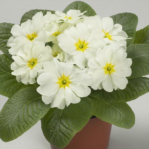 Foto fiore da  Vaso e aiola Primula acaulis, veris, vulgaris Dawn Lime