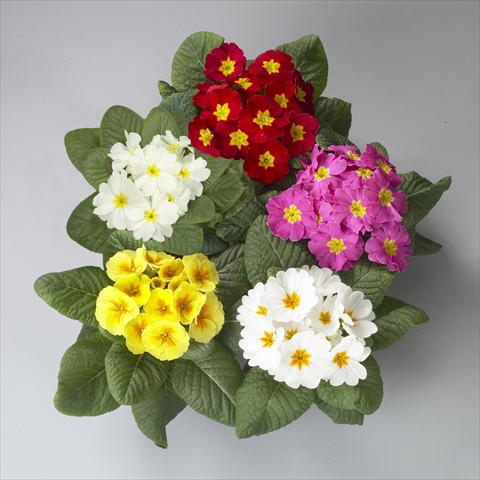 Foto fiore da  Vaso e aiola Primula acaulis, veris, vulgaris Dawn Mix