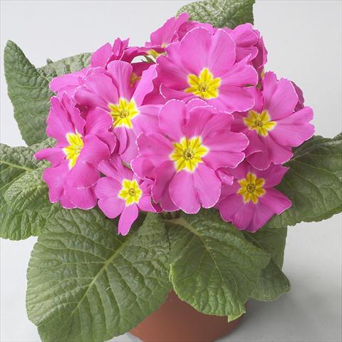 Foto fiore da  Vaso e aiola Primula acaulis, veris, vulgaris Dawn Rose