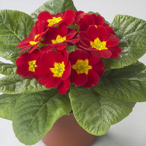 Foto fiore da  Vaso e aiola Primula acaulis, veris, vulgaris Dawn Scarlet