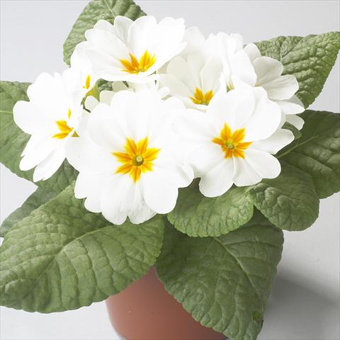 Foto fiore da  Vaso e aiola Primula acaulis, veris, vulgaris Dawn White