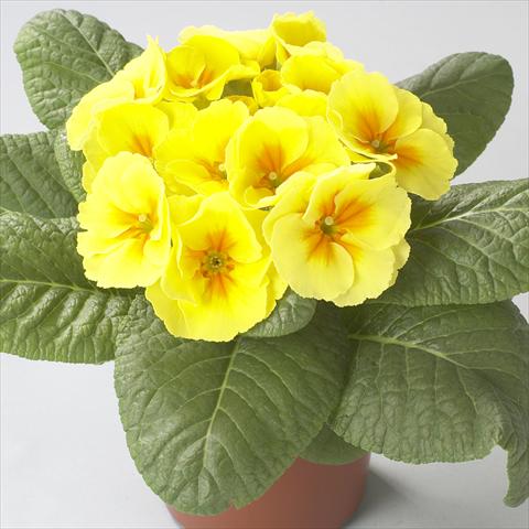 Foto fiore da  Vaso e aiola Primula acaulis, veris, vulgaris Dawn Yellow