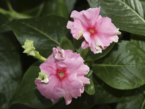 Foto fiore da  Vaso e aiola Catharanthus roseus - Vinca Tutu