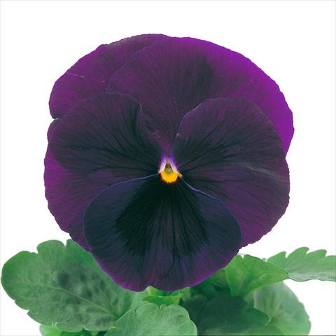 Foto fiore da  Vaso e aiola Viola wittrockiana Power Purple with Blotch Imp