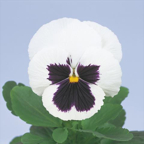 Foto fiore da  Vaso e aiola Viola wittrockiana Power White with Blotch Imp