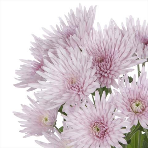 Foto fiore da  Vaso e aiola Chrysanthemum Anastasia Pink