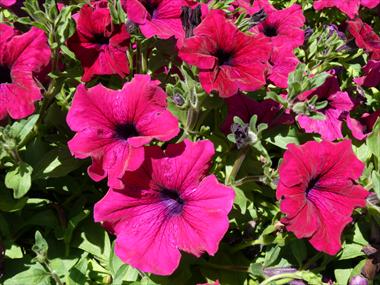 Foto fiore da  Basket o vaso Petunia pendula Planet New Purple