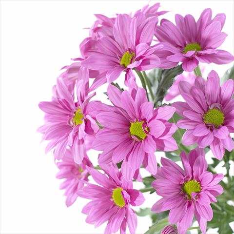 photo of flower to be used as: Pot and bedding Chrysanthemum Asenka