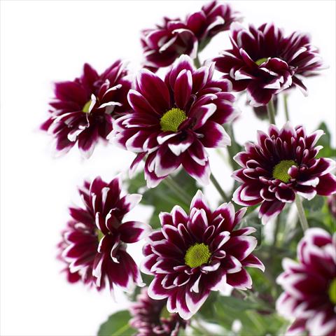 Foto fiore da  Vaso e aiola Chrysanthemum Barletta