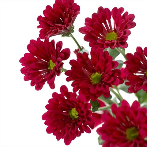 Foto fiore da  Vaso e aiola Chrysanthemum Dublin