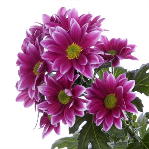 photo of flower to be used as: Pot and bedding Chrysanthemum Lisboa