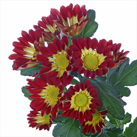 Foto fiore da  Vaso e aiola Chrysanthemum Roma Red