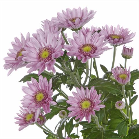 photo of flower to be used as: Pot and bedding Chrysanthemum Samos Dark