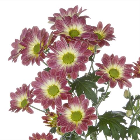 photo of flower to be used as: Pot and bedding Chrysanthemum Vulcano Dark