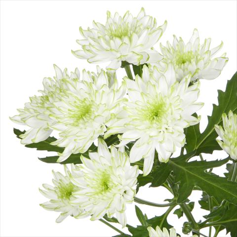 Foto fiore da  Vaso e aiola Chrysanthemum Zembla Lime