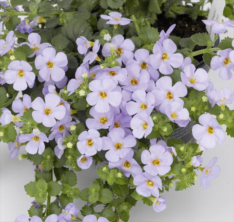 Foto fiore da  Vaso, balcone, basket Bacopa (Sutera cordata) RED FOX Bahia Lavender Blue