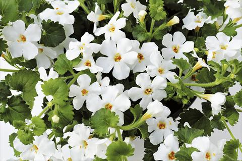 Foto fiore da  Vaso, balcone, basket Bacopa (Sutera cordata) RED FOX Bahia White Night