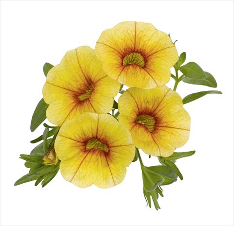 Foto fiore da  Vaso, balcone, basket Calibrachoa RED FOX Aloha® Gold