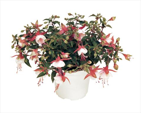 Foto fiore da  Vaso, aiuola, balcone, basket Fuchsia RED FOX Arêtes Alwin