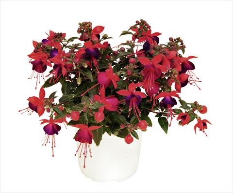 photo of flower to be used as: Pot, bedding, patio, basket Fuchsia RED FOX Arêtes Jollies Nantes